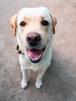 Beautiful adult golden labrador dog. Doggy smiling. He’s feeling hot at summer.