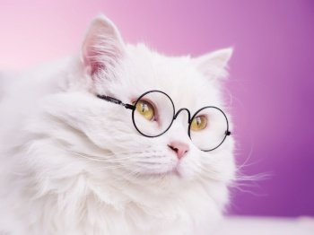 Domestic soigne scientist cat poses on pink background wall. Close portrait of fluffy kitten in transparent round glasses. Education, science, knowledge concept. Domestic soigne scientist cat poses on pink background wall. Close portrait of fluffy kitten in transparent round glasses. Education, science, knowledge concept.