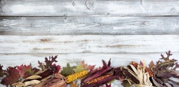 Autumn or fall leaf and corn background on white rustic wood for the Thanksgiving or Halloween holiday season 