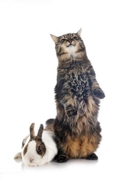 maine coon and rabbit in front of white background