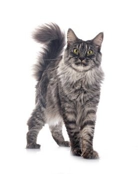 maine coon  in front of white background