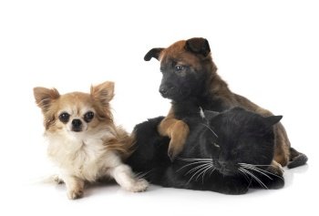 puppy belgian shepherd, chihuahua and cat in front of white background
