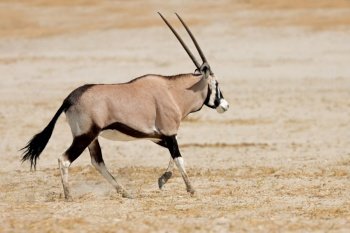 A gemsbok antelope (Oryx gazella) running on arid plains, Etosha National Park, Namibia

