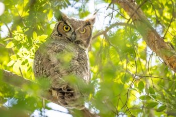 The Yellow Eyed Great Horned Owl Resting In The Tree