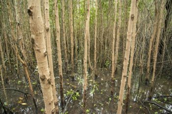 the Mangroves Plants at the Pranburi Natural park near Pranburi and the City of Hua Hin in the Province of Prachuap Khiri Khan in Thailand,  Thailand, Hua Hin, December, 2022. THAILAND PRACHUAP HUA HIN PRANBURI MANGROVES