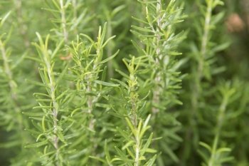 Rosemary herb grows in outdoor garden. Soft focus
