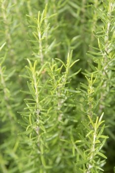Rosemary herb grows in outdoor garden. Soft focus