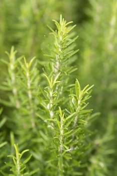 Rosemary herb grows in outdoor garden. Soft focus