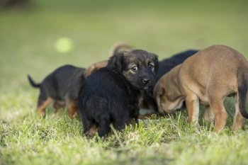 A group of cute puppies on the grass