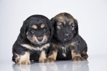 Little two dogs on a white background