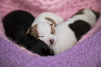 Puppies dog sleeps on a blanket