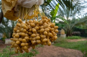 close up yellow fresh dates bunch hanging from a date palm tree