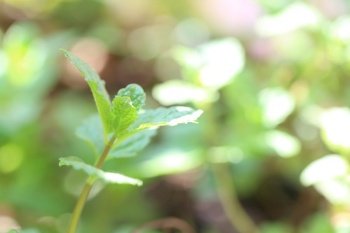 Fresh leaves of Peppermint on tree in the herb garden, soft focus in the picture.