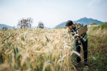 Smart farmer checking barley farm with laptop computer