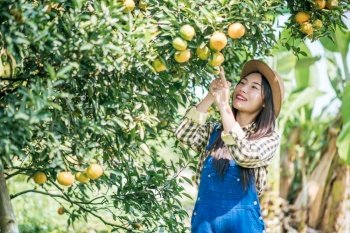 woman havesting Orange plantation
