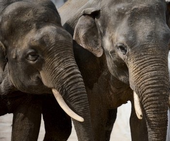 Two adult elephants walk in nature, spring day