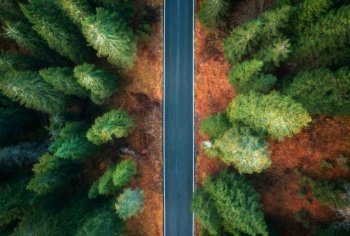 Aerial view of empty road in colorful autumn forest at sunrise. Dolomites, Italy. View from above of mountain road in woods. Beautiful landscape with highway, green pine trees in fall. Top view