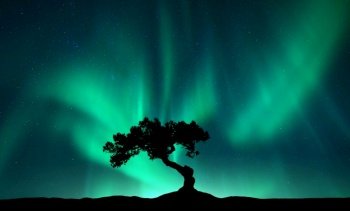 Northern lights over the alone tree at night. Aurora borealis and silhouette of beautiful tree on the hill. Winter landscape with polar lights, sky with stars and bright green aurora. Colorful scenery
