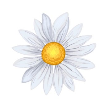 daisy flower summer cartoon. floral spring, white nature, plant blossom, chamomile yellow, petal , beautiful bloom daisy flower summer vector illustration. daisy flower summer cartoon vector illustration