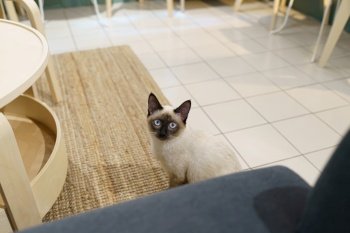 Cat Brown beige cat. Siamese cat resting at home
