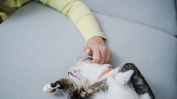 Cat lover female hand petting her lovely cat  comfortable Stay home with cat Friendship Animal lover. Cute cat. love Friend human home friendship Animal lover lifestyle 