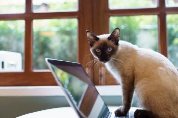 Animals cat acting like a human. Cat working at Laptop with siamese cat 