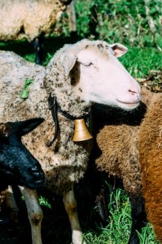 Flock of sheep, captured in Portugal.. Flock of sheep, captured in Portugal