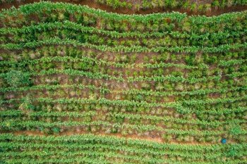 Aerial drone view of a coffee plantation in Manhuacu, Minas Gerais, Brazil