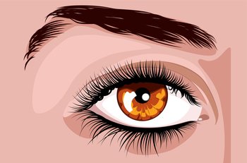 Detailed female eye of brown color, long eyelashes and eyebrows illustration.