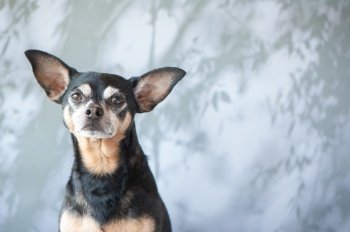 Portrait of a dog, cute toy terrier, looking at the camera, space for text