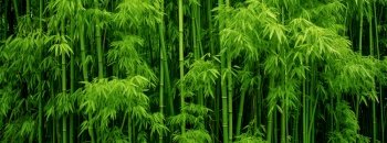 Bamboo forest cool theme 