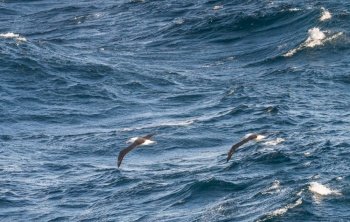 Black browed albatross riding the strong winds near Cape Horn in Argentina. Black browed albatross gliding over waves by Cape Horn