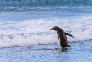 Gentoo penguin walking on beach to sea at Bluff Cove Falkland Islands with wings outstretched. Single Gentoo penguin on Falklands walking in surf of ocean