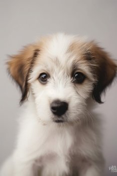 Cute dog portrait. Illustration Generative AI
