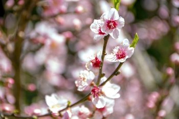 peach tree branch with beautiful pink flowers on springtime