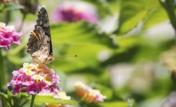 A butterfly resting on a pink and yellow flower with a wide green background with copy space for text
