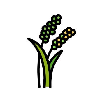 millet plant food color icon vector. millet plant food sign. isolated symbol illustration. millet plant food color icon vector illustration