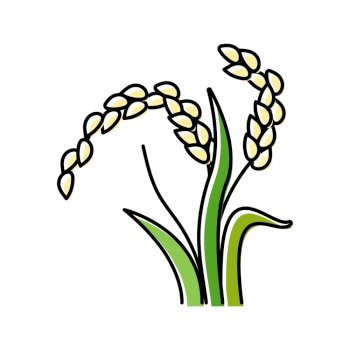 oryza plant food color icon vector. oryza plant food sign. isolated symbol illustration. oryza plant food color icon vector illustration