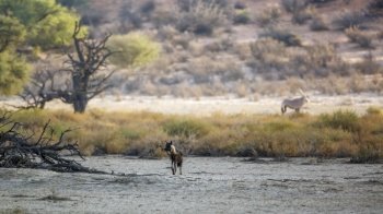 Brown hyena distant in scenery in Kgalagadi transfrontier park, South Africa; specie Parahyaena brunnea family of Hyaenidae. Brown hyena in Kgalagadi transfrontier park, South Africa