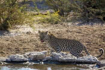 Leopard standing at waterhole in Kgalagadi transfrontier park, South Africa; specie Panthera pardus family of Felidae. Leopard in Kgalagadi transfrontier park, South Africa