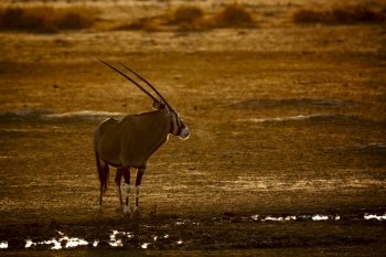 South African Oryx standing at waterhole at sunset in Kgalagadi transfrontier park, South Africa; specie Oryx gazella family of Bovidae. South African Oryx in Kgalagadi transfrontier park, South Africa