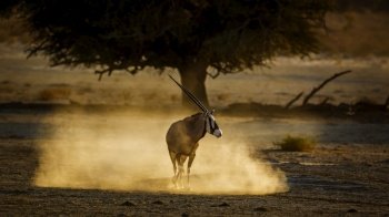 South African Oryx walking in sand at sunset in Kgalagadi transfrontier park, South Africa; specie Oryx gazella family of Bovidae. South African Oryx in Kgalagadi transfrontier park, South Africa