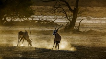 Two South African Oryx moving in sand dust at dawn in Kgalagadi transfrontier park, South Africa; specie Oryx gazella family of Bovidae. South African Oryx in Kgalagadi transfrontier park, South Africa