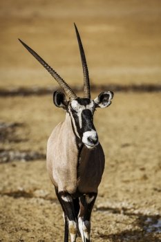 South African Oryx portrait in front view in Kgalagadi transfrontier park, South Africa; specie Oryx gazella family of Bovidae. South African Oryx in Kgalagadi transfrontier park, South Africa