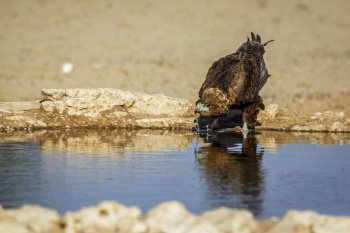 Bateleur Eagle juvenile drinking front view at waterhole in Kgalagadi transfrontier park, South Africa ; Specie Terathopius ecaudatus family of Accipitridae. Bateleur Eagle in Kgalagadi transfrontier park, South Africa