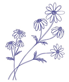 Chamomile flower. Hand drawn floral vector illustration. Pen or marker sketch. Hand drawn pencil drawing.. Chamomile flower. Hand drawn floral vector illustration. Pen or marker sketch. Hand drawn pencil drawing