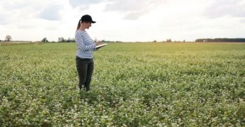a female agronomist with a tablet checks the growth of a field with buckwheat flowers. the woman examines the field and enters the data into a digital tablet. Modern agribusiness. a female agronomist with a tablet checks the growth of a field with buckwheat flowers. the woman examines the field and enters the data into a digital tablet. Modern agribusiness.