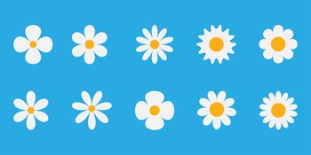Set white daisy icons isolated, chamomile icon. Flat design