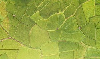Aerial view drone fly over the green and yellow rice field, Agriculture in rice fields for cultivation in Nan Province, Natural the texture for background, Paddy rice fields