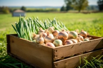 A wooden box full of onions on a green field. Generative AI. A wooden box full of onions on a green field.